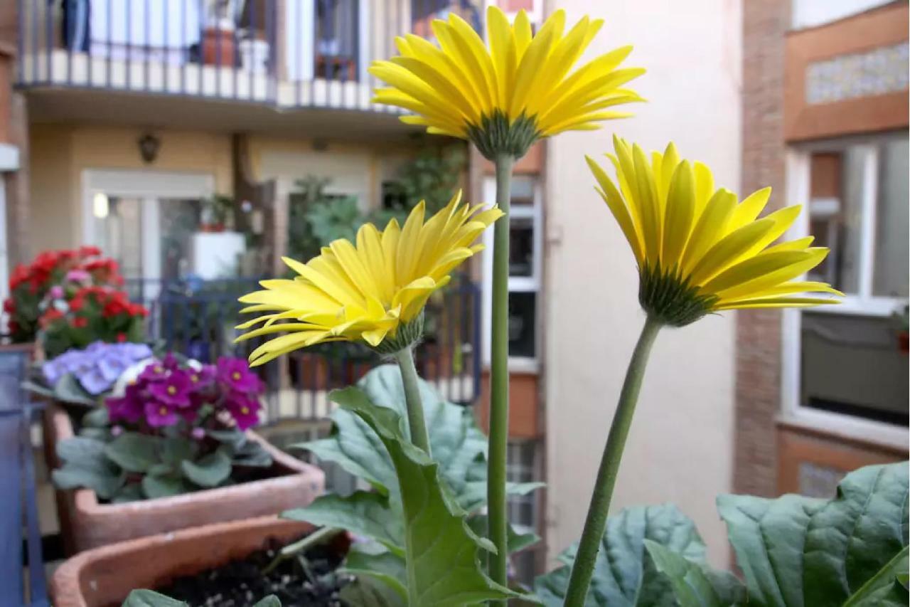 Apartamento Azahara Cordova Esterno foto